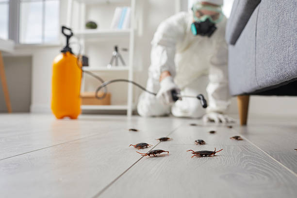 Commercial Rodent Management in Toluca